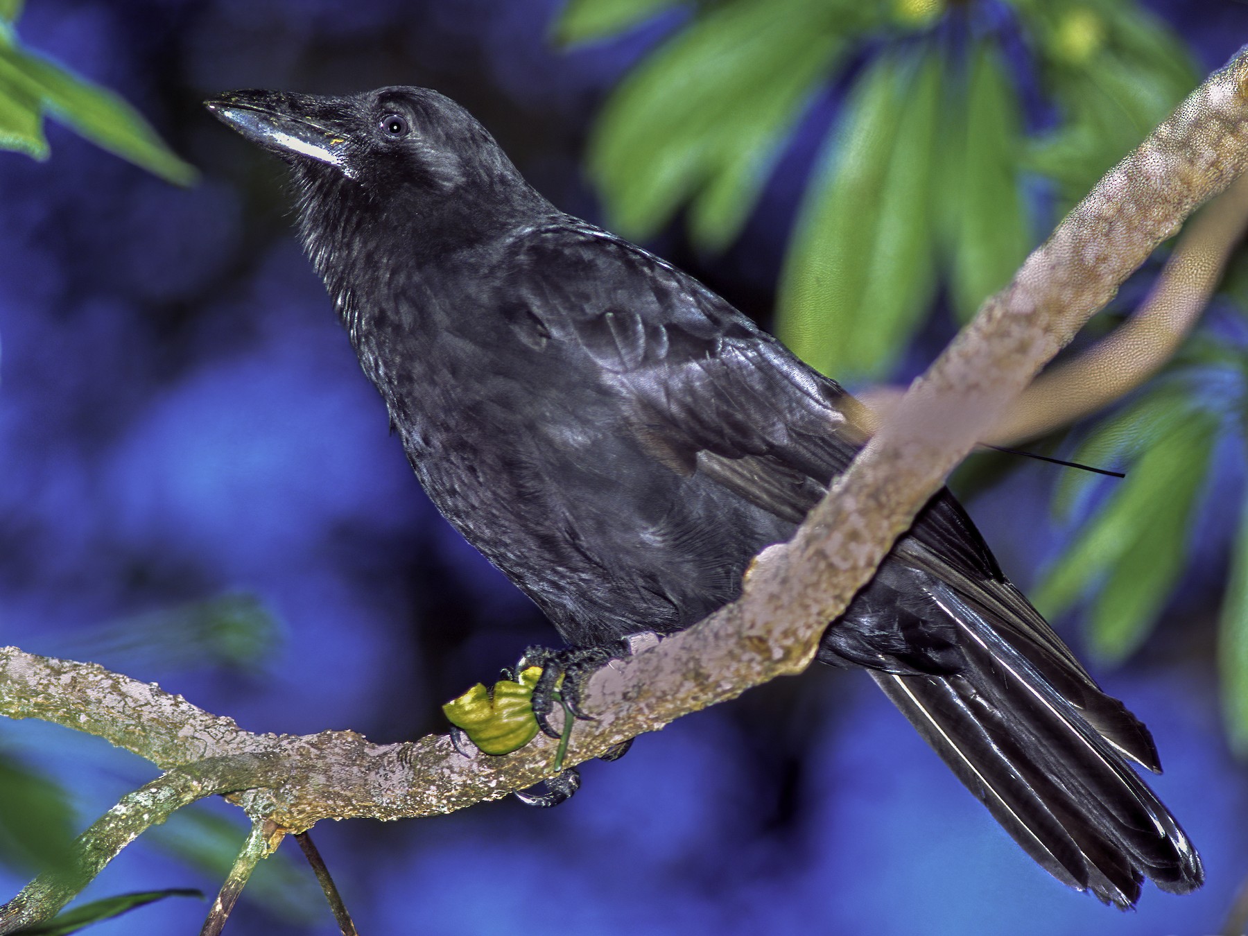 Hawaiian Crow - Rick Bowers
