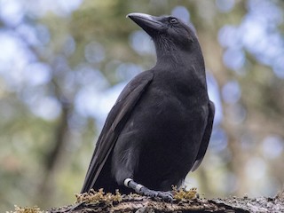  - Hawaiian Crow