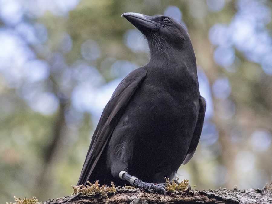 Hawaiian Crow - eBird