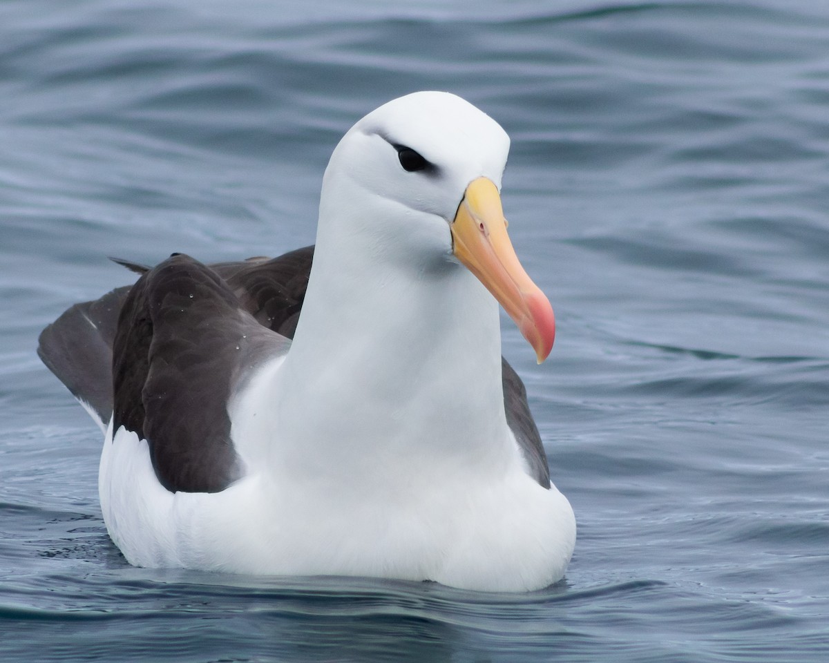 Albatros à sourcils noirs - ML385844461