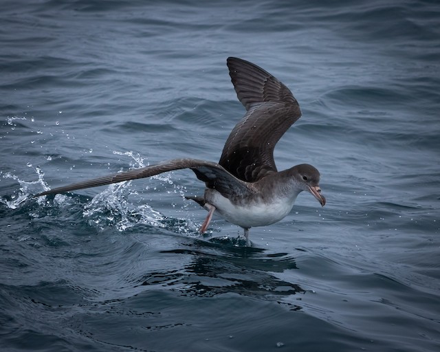 Definitive Basic Pink-footed Shearwater. - Pink-footed Shearwater - 