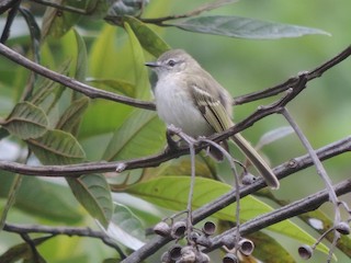  - Alagoas Tyrannulet