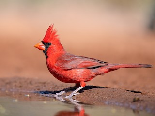  - Northern Cardinal