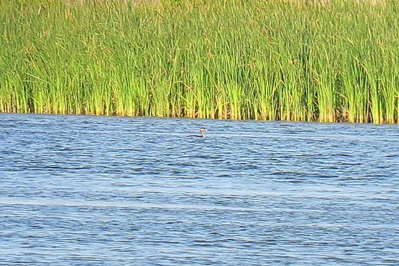 Red-necked Grebe - ML38585131