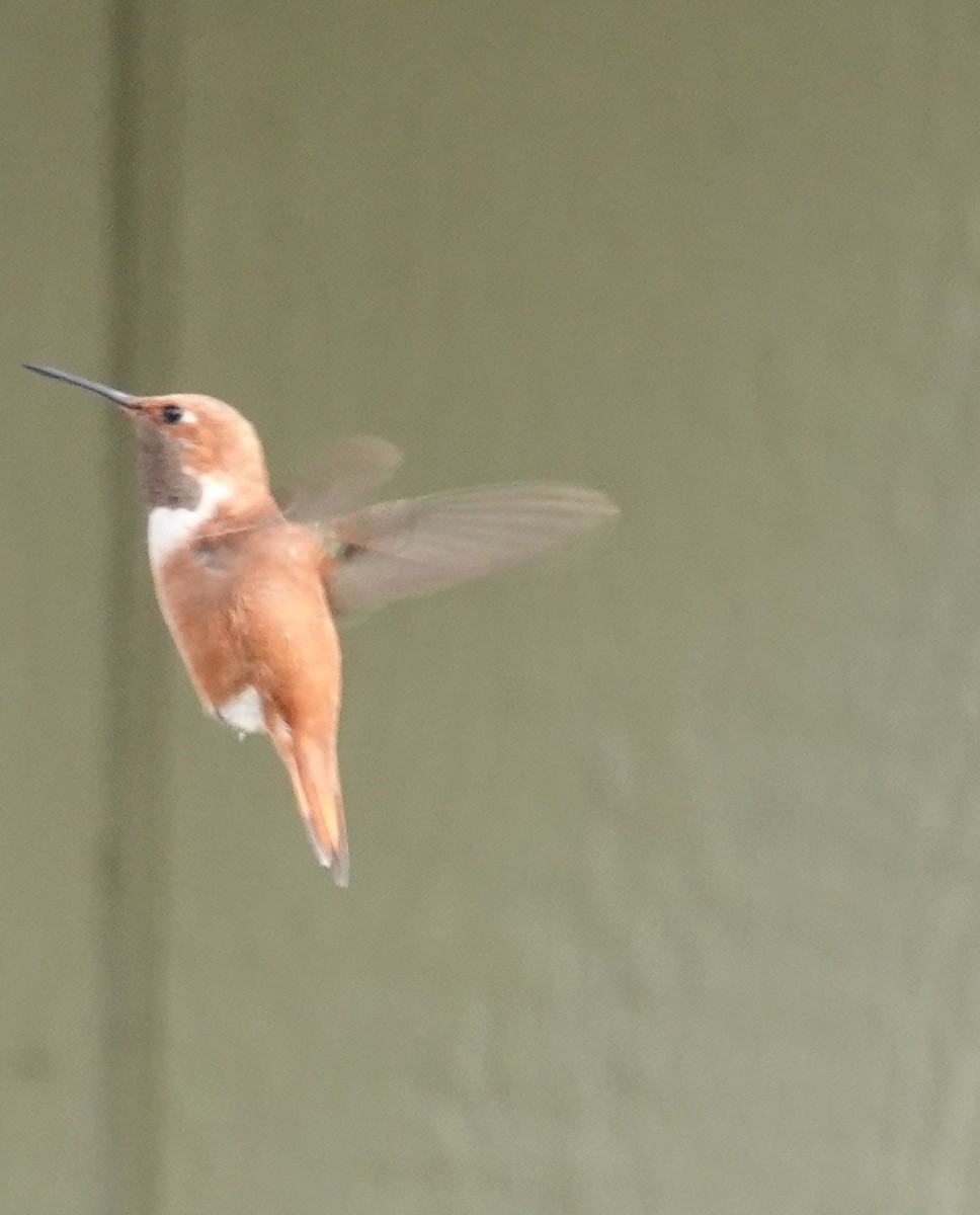 Rufous Hummingbird - ML385853121