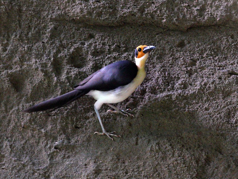 White-necked Rockfowl - eBird