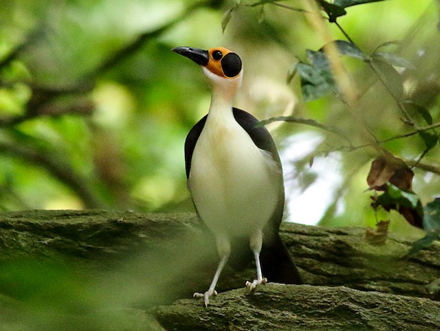 Photos - White-necked Rockfowl - Picathartes gymnocephalus - Birds of ...
