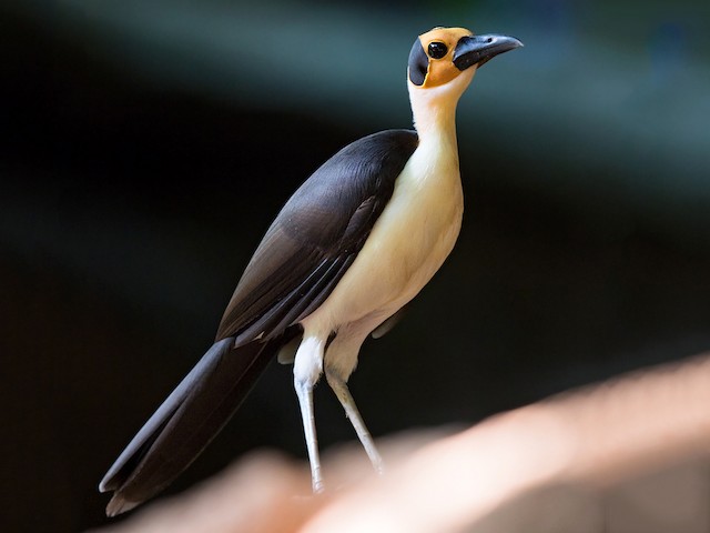 Photos - White-necked Rockfowl - Picathartes gymnocephalus - Birds of ...