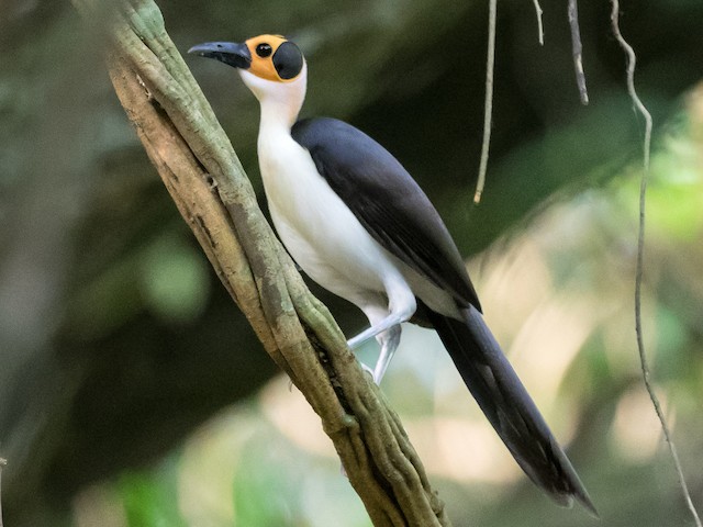 Photos - White-necked Rockfowl - Picathartes gymnocephalus - Birds of ...