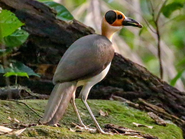 Photos - White-necked Rockfowl - Picathartes gymnocephalus - Birds of ...