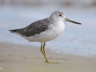  - Nordmann's Greenshank