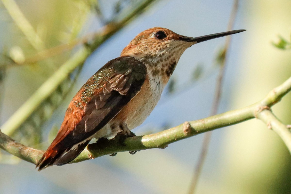 Rufous Hummingbird - Susan Steele