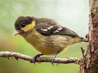Молодая птица - Forest Botial-Jarvis - ML385860281