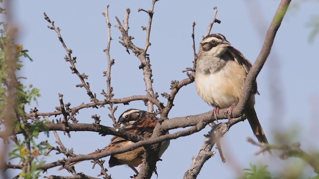 Stripe-headed Sparrow - ML385864361