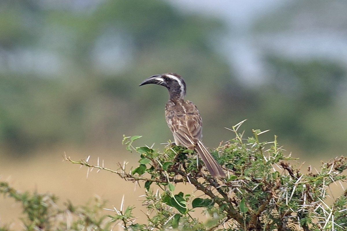 African Gray Hornbill - ML385864771