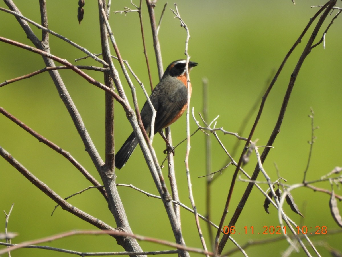 Black-and-rufous Warbling Finch - ML385866561