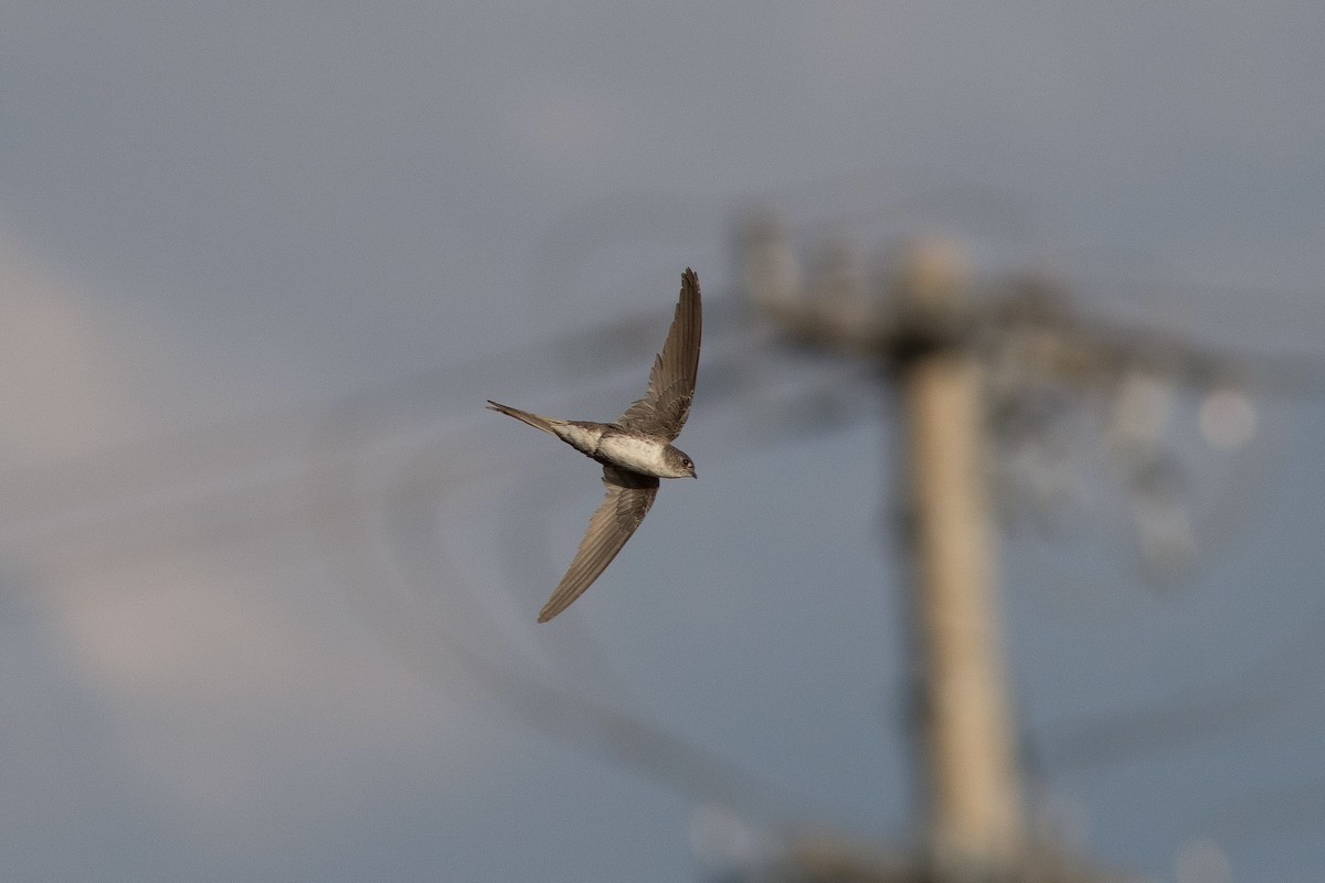 Fork-tailed Palm Swift - ML385871151