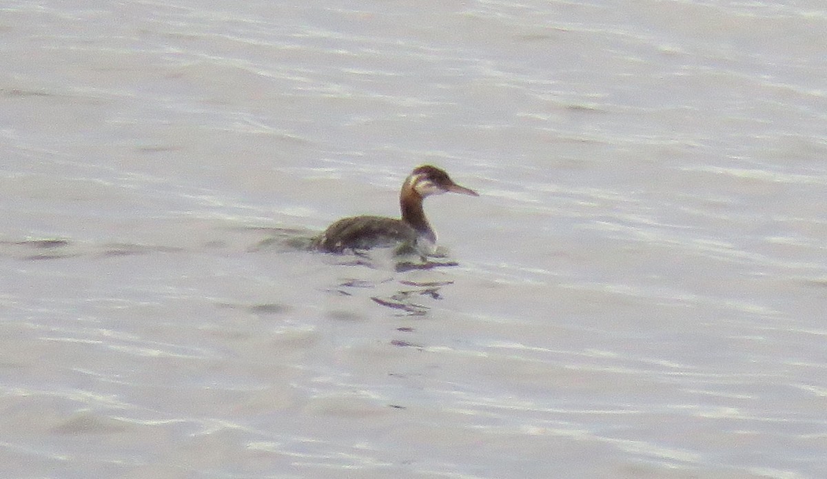 Red-necked Grebe - ML385874141