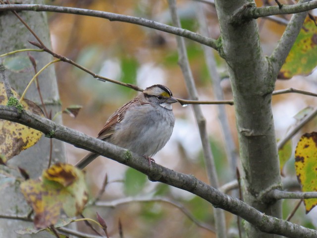 White-throated Sparrow at Great Blue Heron Nature Reserve by Breyden Beeke