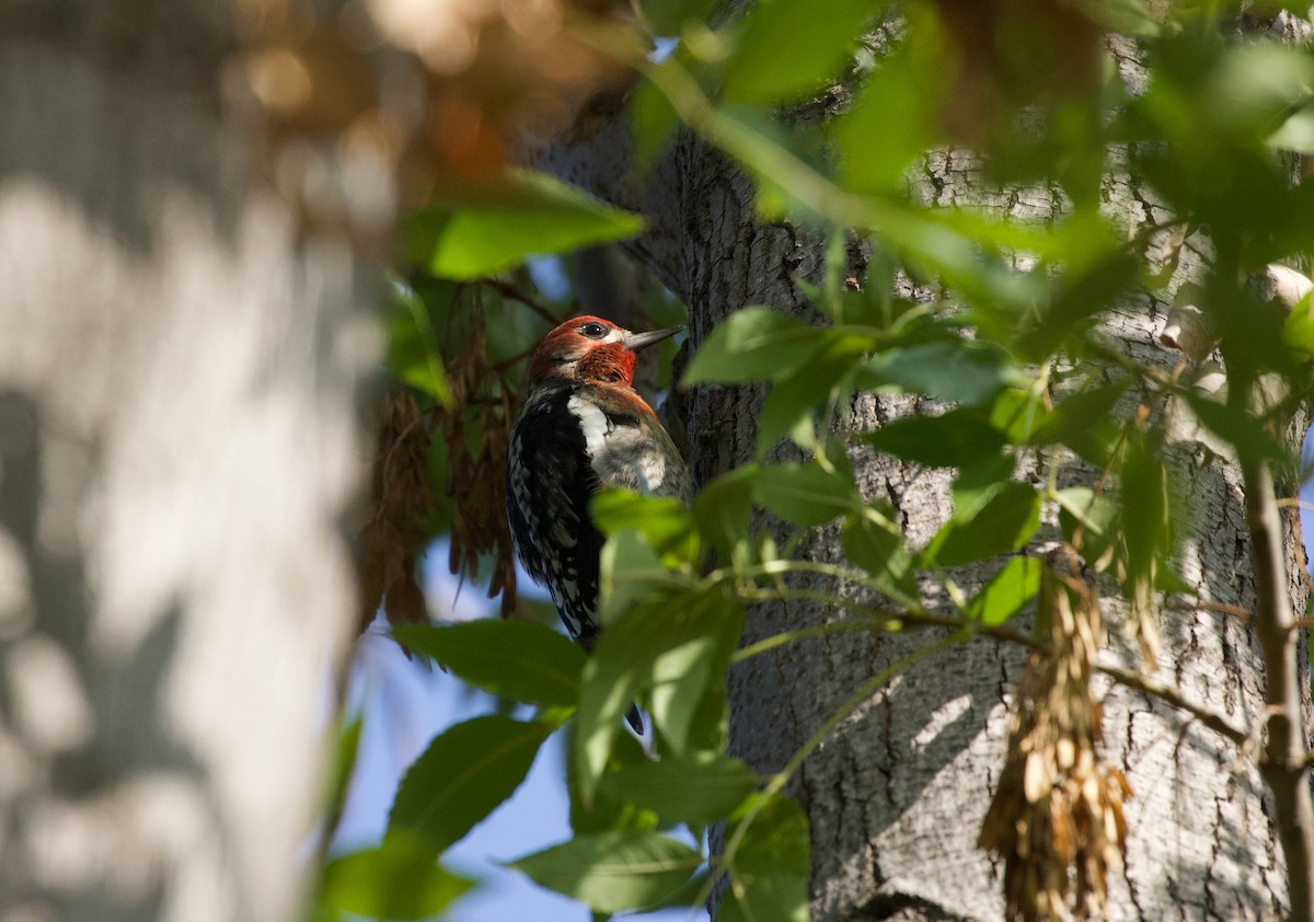 Red-breasted Sapsucker - ML385878431