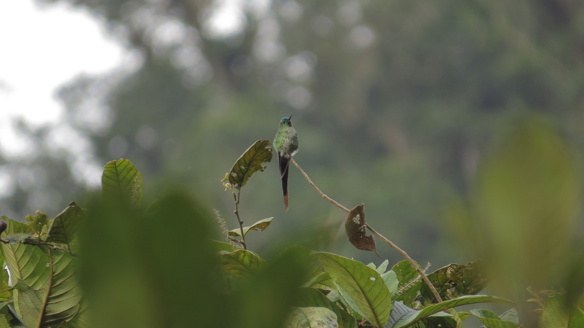 Long-tailed Sylph - ML38587971