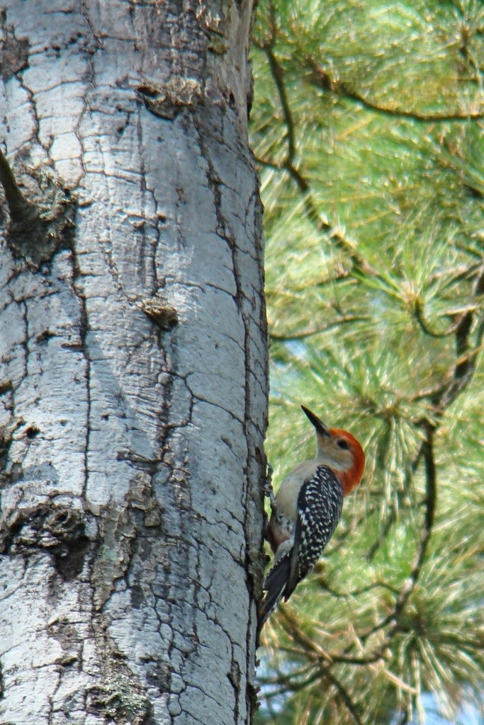 Red-bellied Woodpecker - Mark W11 Kulstad