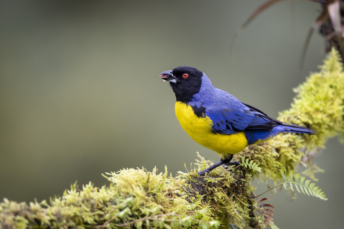 Hooded Mountain Tanager - ML385888501