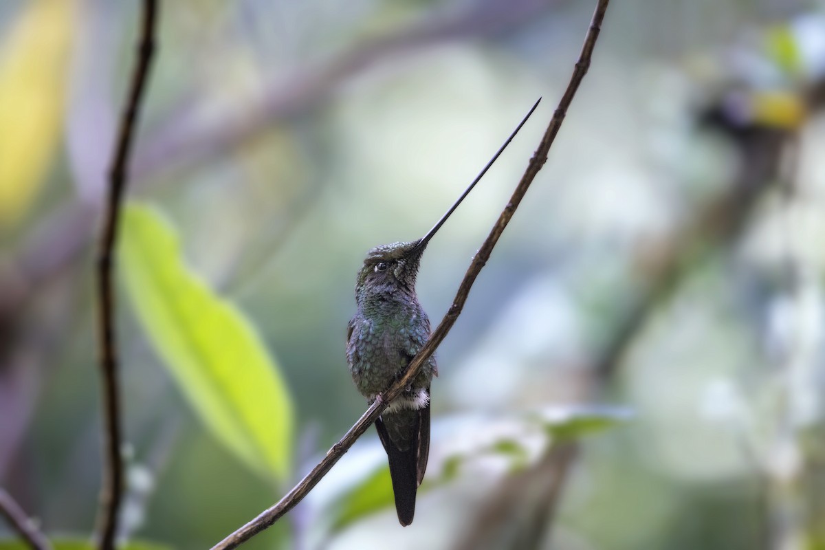 Sword-billed Hummingbird - ML385888581