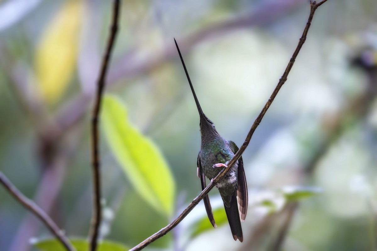 Sword-billed Hummingbird - Bradley Hacker 🦜