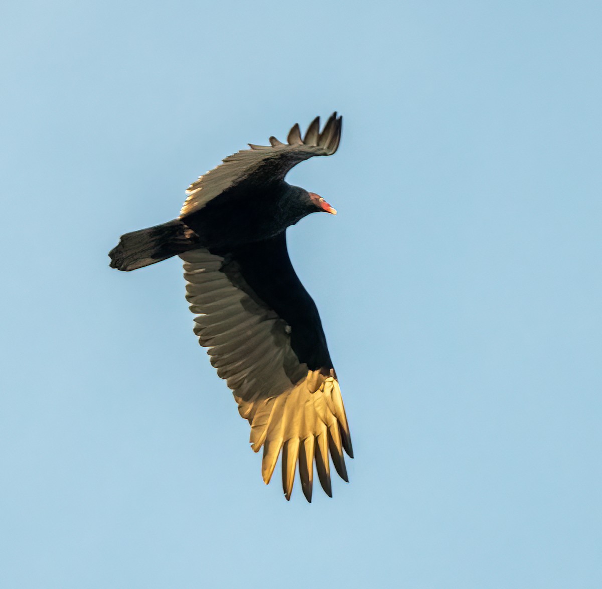 Turkey Vulture - ML385890491