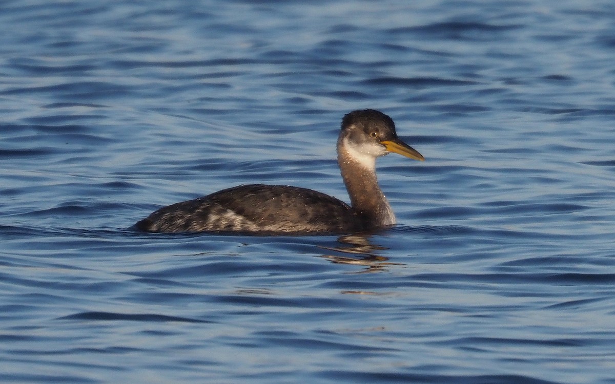 Red-necked Grebe - ML385890721