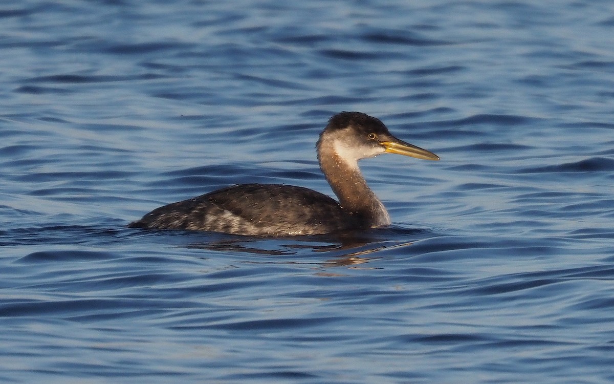 Red-necked Grebe - ML385890731