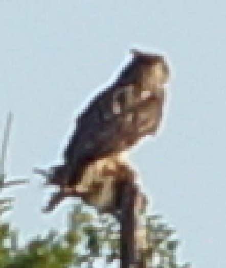 Great Horned Owl - ML385895081
