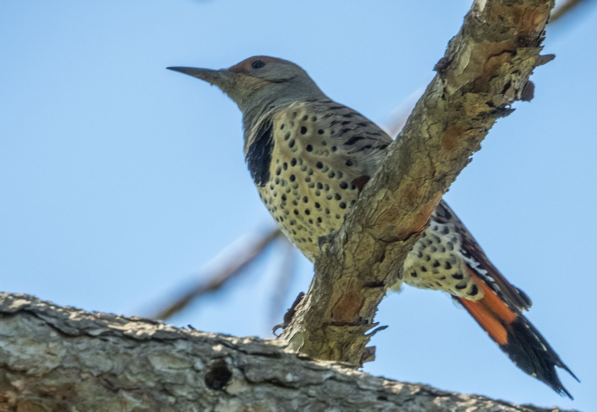 Northern Flicker (Red-shafted) - mark cavallo