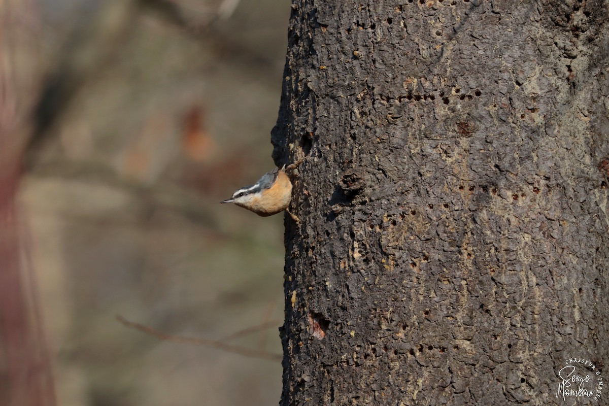 Red-breasted Nuthatch - ML385912431