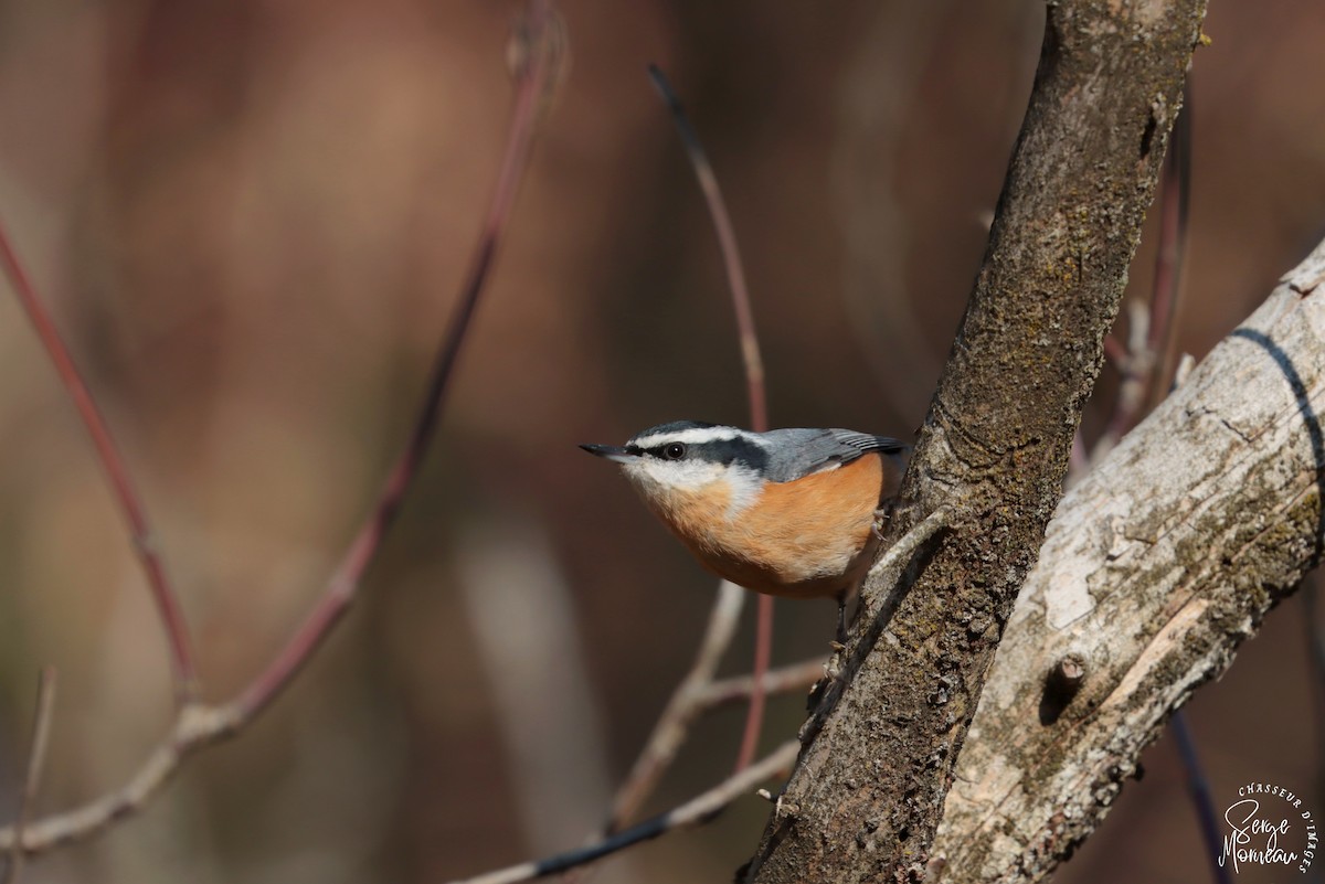 Red-breasted Nuthatch - ML385912471
