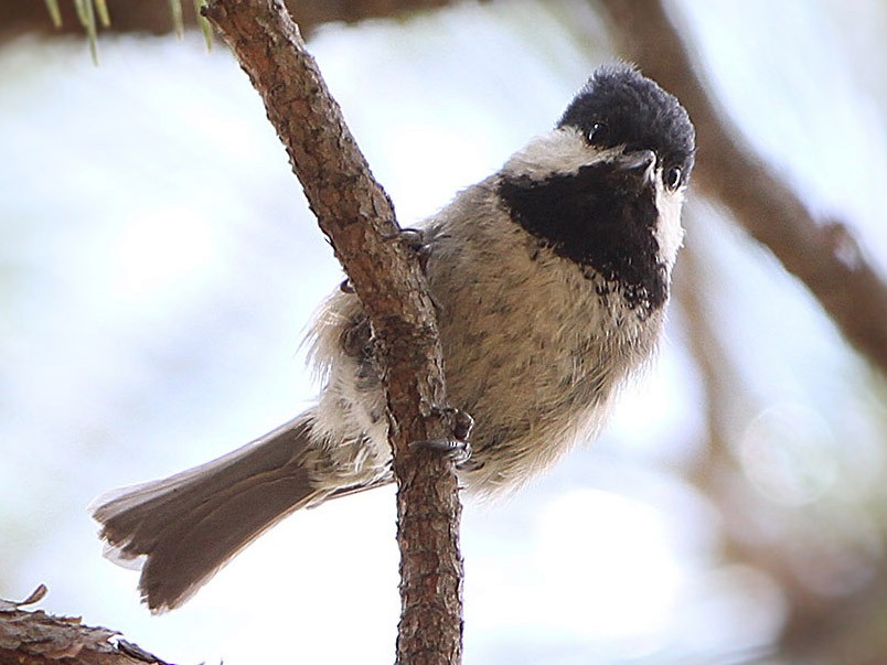 Black-bibbed Tit - eBird