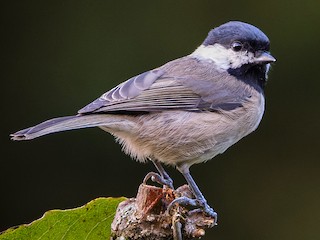  - Black-bibbed Tit