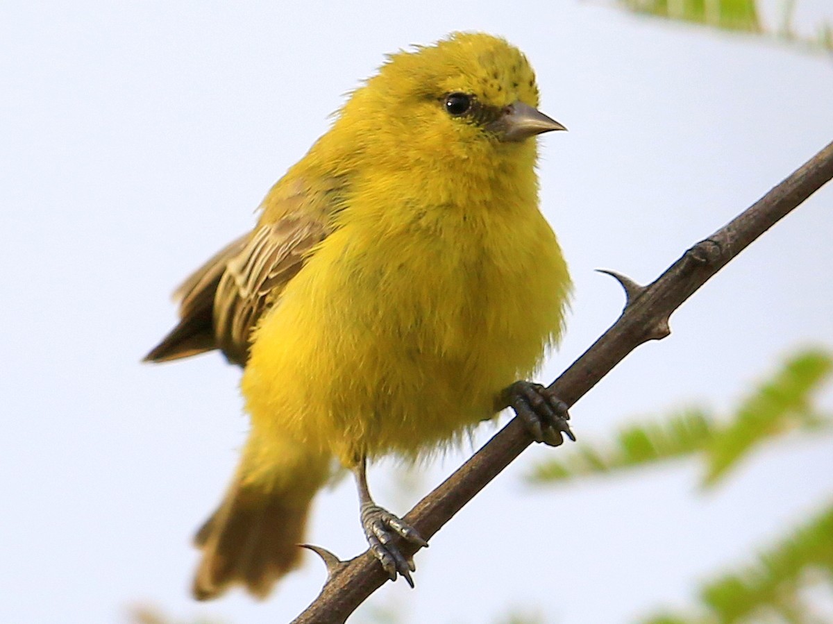 キイロアフリカツリスガラ Ebird