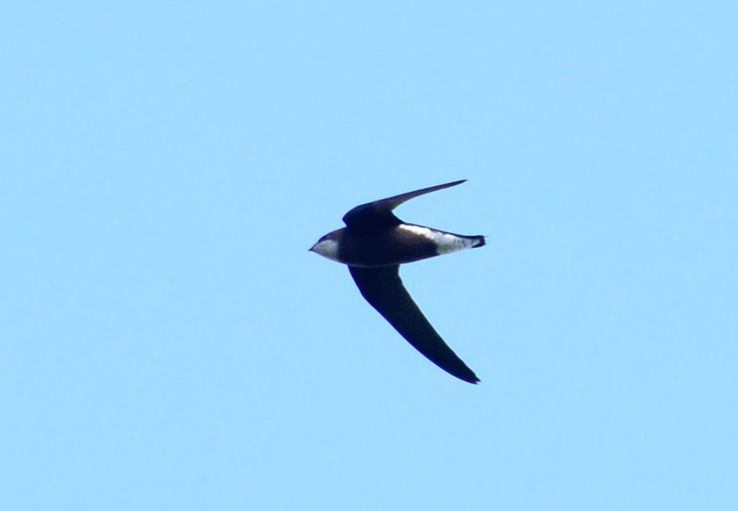 White-throated Needletail - ely what