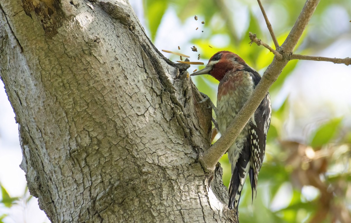 Red-breasted Sapsucker - ML385917851