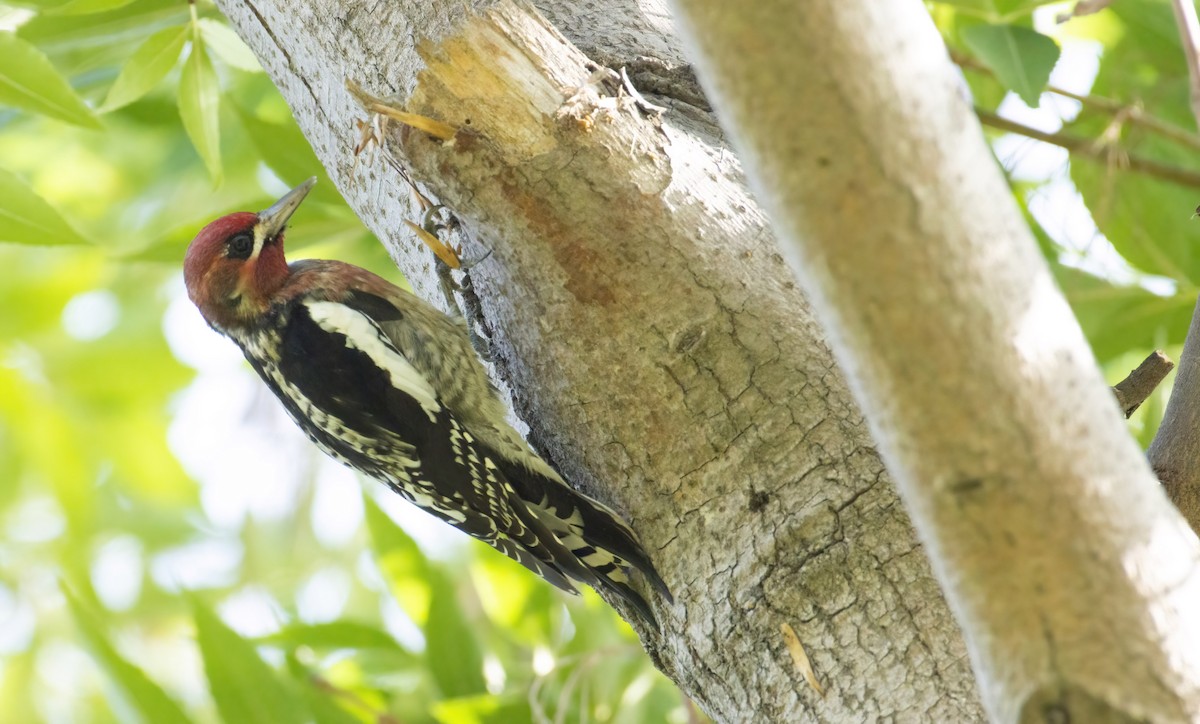 Red-breasted Sapsucker - ML385917891