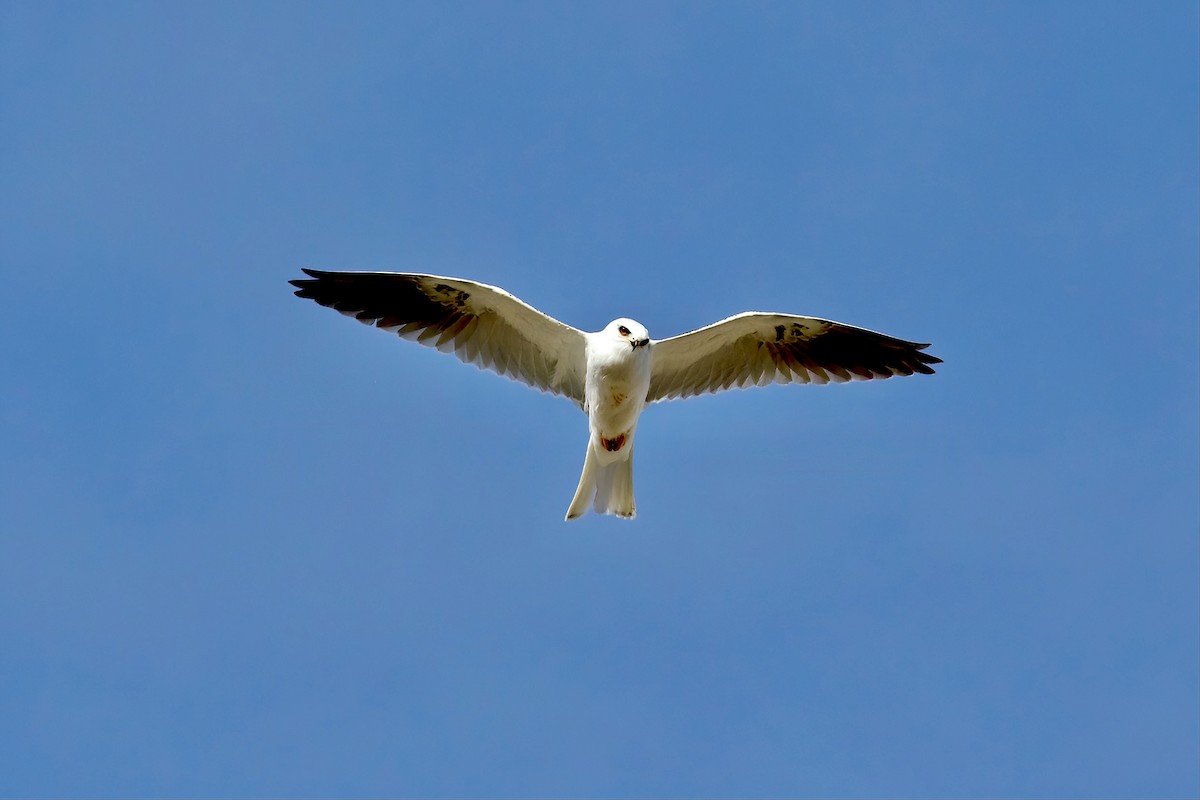 White-tailed Kite - ML385919481