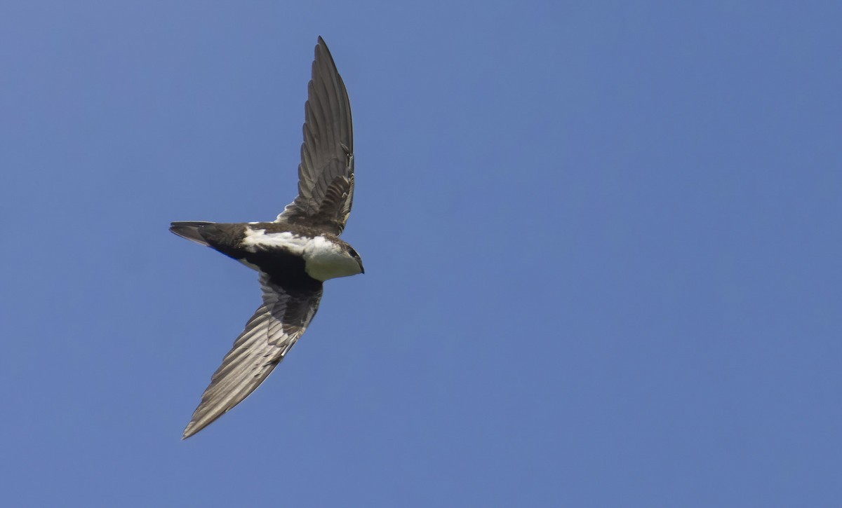 White-throated Swift - Marky Mutchler