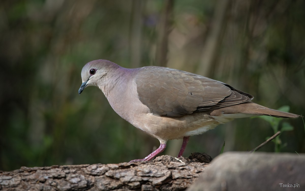 Large-tailed Dove - ML385919961