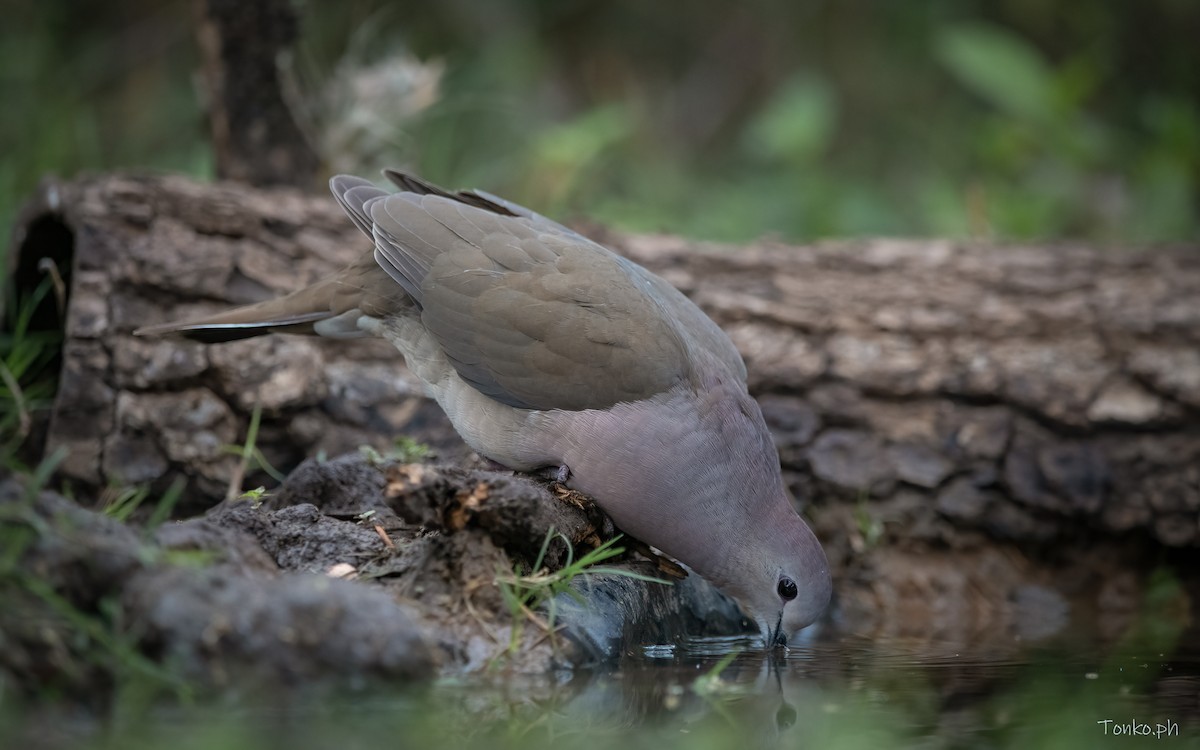 Large-tailed Dove - Carlos Maure