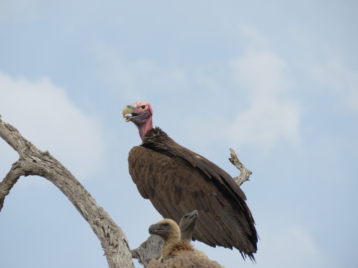Lappet-faced Vulture - ML38592061