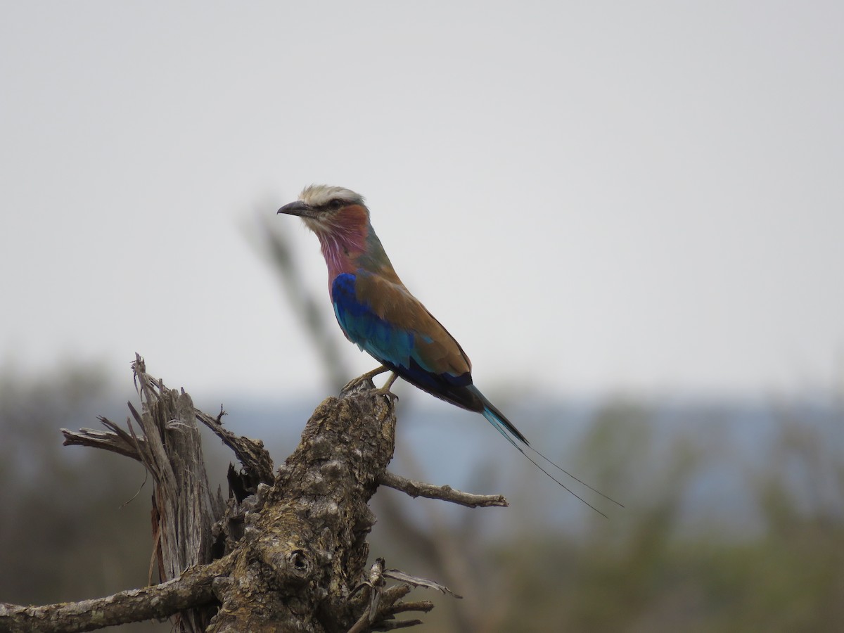 Lilac-breasted Roller - ML38592121
