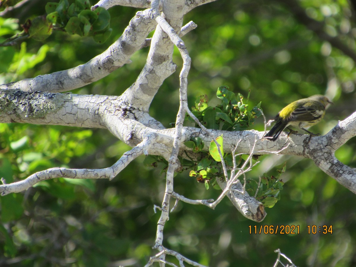 Cape May Warbler - ML385923391