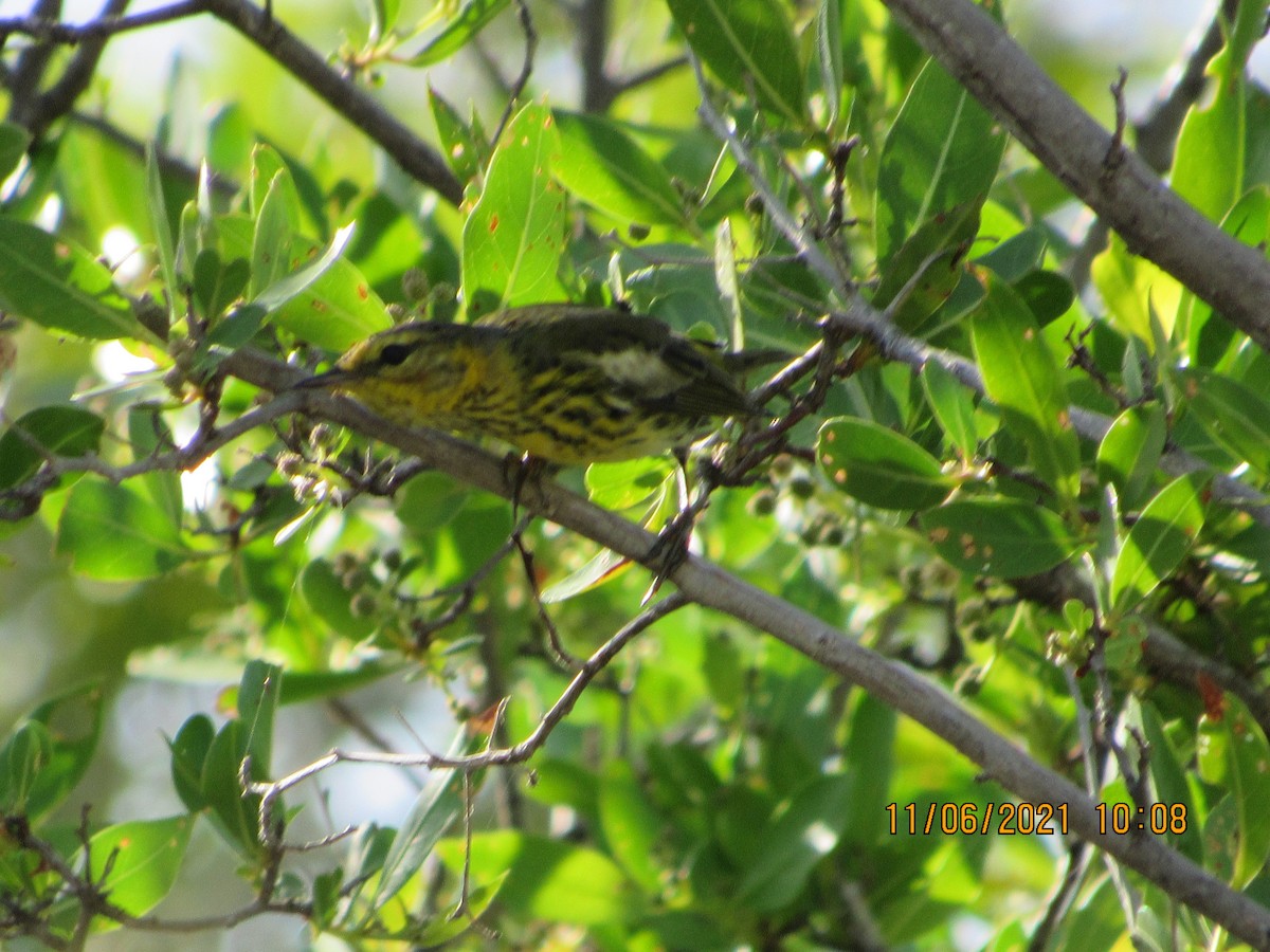 Cape May Warbler - ML385923411